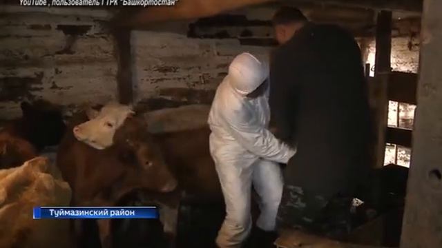 про ящур смотреть онлайн