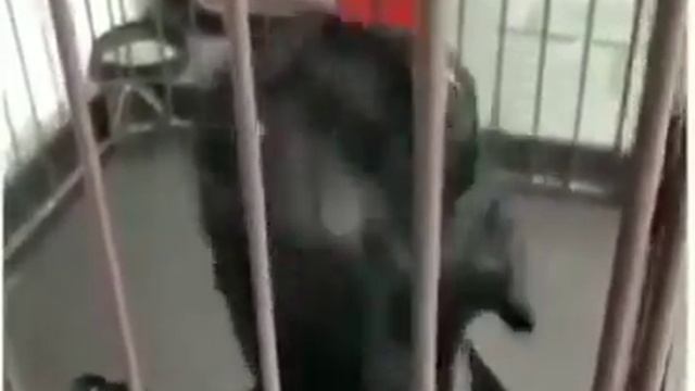 Смотрите как гавкает собака??? смотреть онлайн