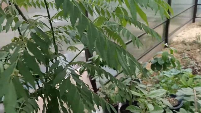 Муррайя Кёнига (плодоношение) смотреть онлайн