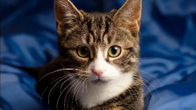 Игра - челлендж "Что было бы если..." | TistRay Play смотреть онлайн