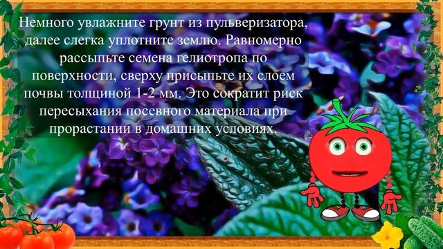 ВАС ТОЧНО УДИВИТ ЭТОТ ЦВЕТОК! смотреть онлайн