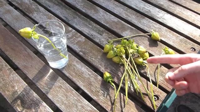 ★ How to: Collect Dahlia Seeds (2 Tips, Works for ALL Flowers) смотреть онлайн