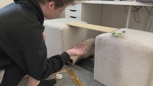 How I Taught My Cat To Play Minecraft смотреть онлайн