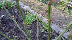 Обрезка роз весной