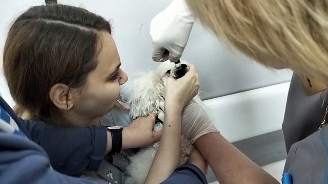 Как промывать нос собаке при рините - ветклиника Добрый Доктор смотреть онлайн