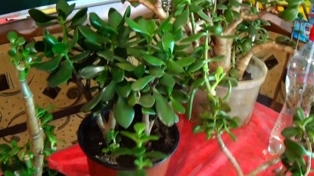 Денежное дерево, оно же крассула, или толстянка - в каждый дом! смотреть онлайн