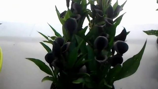 Calla Lilies - Overview of 9 different Calla Lily Varieties in Pot смотреть онлайн
