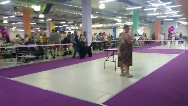 9 июня 2019 г. Голдрайз МОНО Кобель-промежуток смотреть онлайн