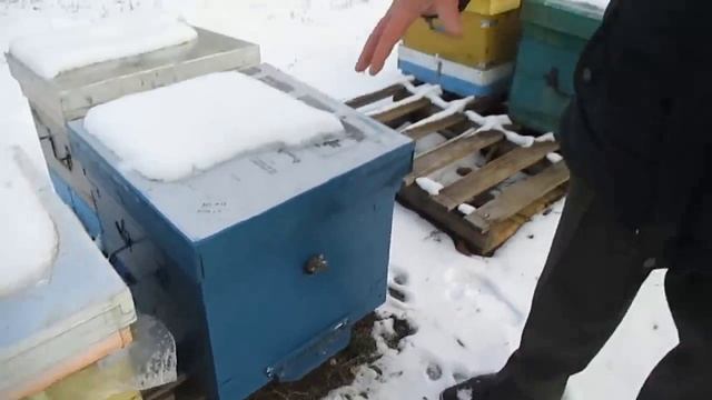 Анатолий Стрелец про летки_ На одну гнездовую рамку с пчелой - 1кв.см летка.mp4