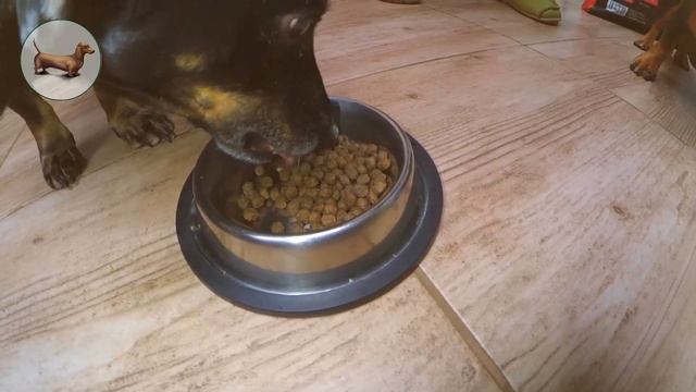 ТАКСА ^ ТАКСЫ ^ ТАКСА ~ Питание СОБАК + "СУХОЙ КОРМ"! Как, чем кормить ТАКСУ? Что лучше одной ТАКСЫ смотреть онлайн