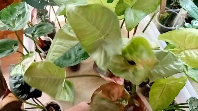 Ну очень много интересных растений на выставке. Анапа, 17 сентября. смотреть онлайн