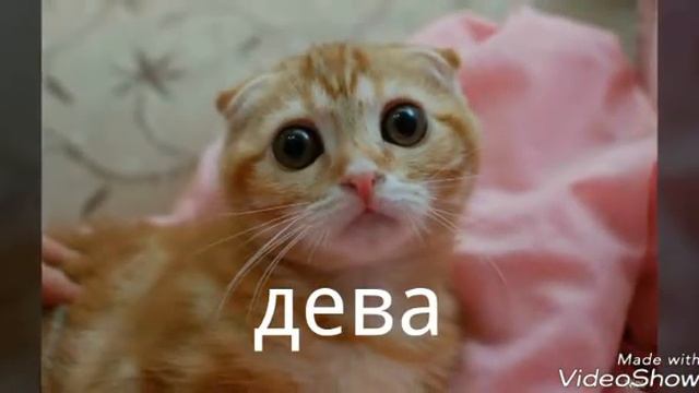 Какой ты котик🐈по знаку зодиака смотреть онлайн