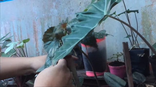 Borneo jungle plant kapuas hulu смотреть онлайн