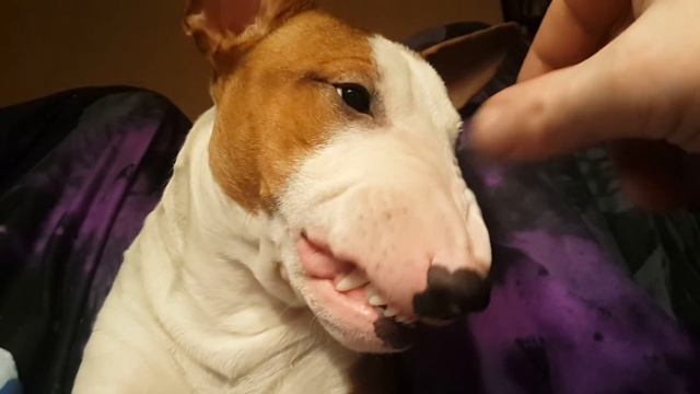 Минибуль злится смотреть онлайн