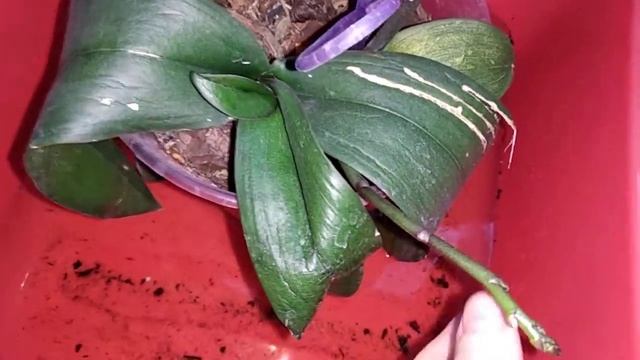 Восстанавливаю тургор листьев у орхидеи часть 1 смотреть онлайн