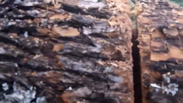 Testing the Homemade Camping Saber Saw [HD] смотреть онлайн