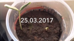 Посадка дыни на рассаду. Наблюдаем за ростом на протяжении 6 недель)