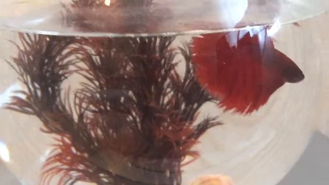 Как ухаживать за рыбкой петушок смотреть онлайн