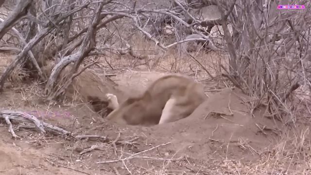 Giant python ambushes komodo dragon and unexpected ending смотреть онлайн