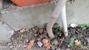 киви. как отличить женский тип цветка от мужского