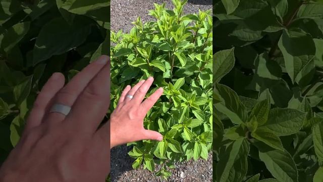 метельчатая гортензия Геркулес Хит ('GRHP14'PBR) Hydrangea paniculata 'Hercules, жемчужина для сада смотреть онлайн