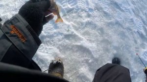 Ловля Окуня на Балду зимой 2021.Уловистая приманка на окуня.Зимняя рыбалка на окуня.Окунь на Яйца