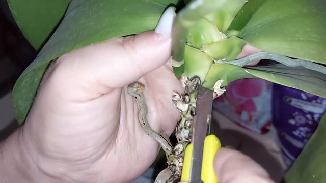 Пересадка орхидеи "Liodoro". смотреть онлайн