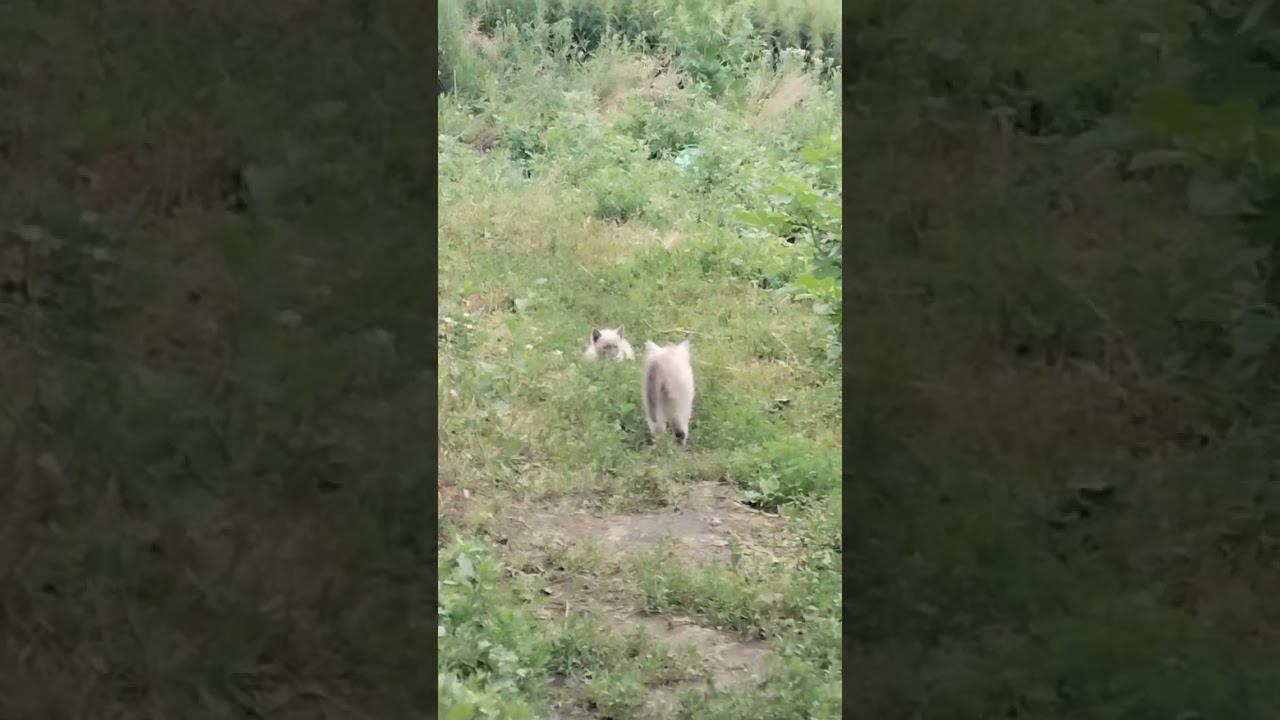 котята 3 #shorts #nexland #cats смотреть онлайн