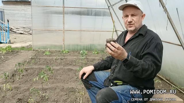 ТоматПомидор. Есть шанс замёрзшую рассаду восстановить! Заморозками побило помидоры что делать? смотреть онлайн