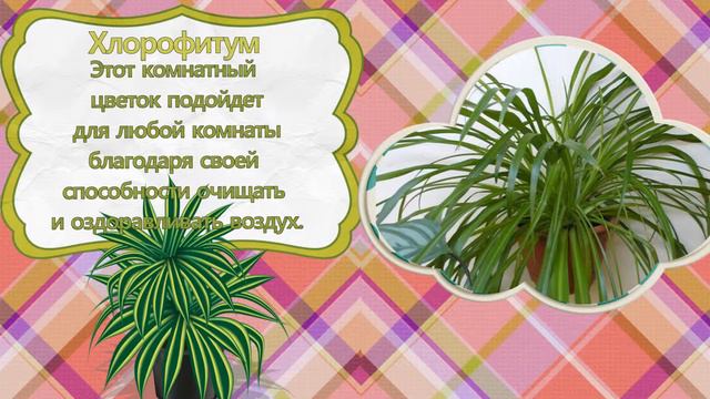 О комнатых растениях смотреть онлайн