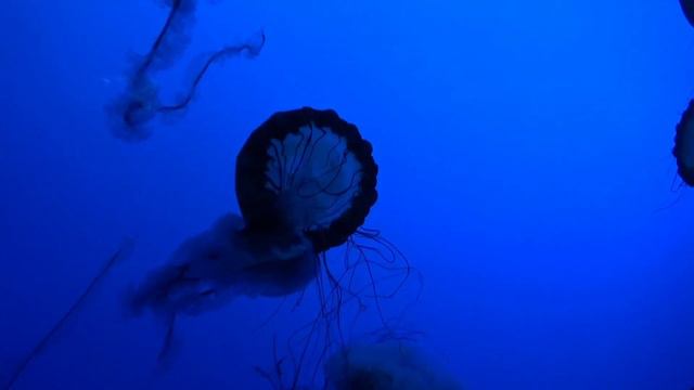 видео ролик,, нужно ли броться с улитками в аквариуме? " смотреть онлайн