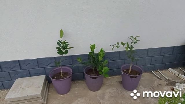 Дом, который я построил, приносит счастье. смотреть онлайн