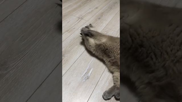 Кот Макс. Кот и кошачья мята. Реакция кота на кошачью мяту смотреть онлайн