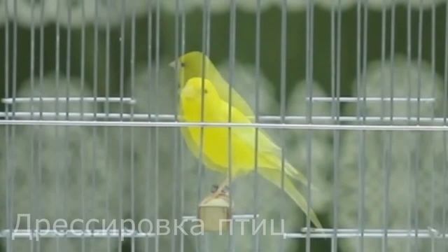 Пение канарейки 4 Певчий кенар Как поет канарейка обучение тренировок canaries canary singing sound смотреть онлайн