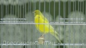 Пение канарейки 4 Певчий кенар Как поет канарейка обучение тренировок canaries canary singing sound