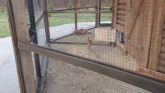 Фазан Королевский смотреть онлайн