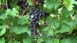 Мармеладка