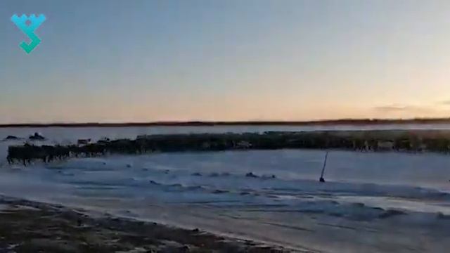 Перегон оленей на зимние пастбища на Ямале смотреть онлайн