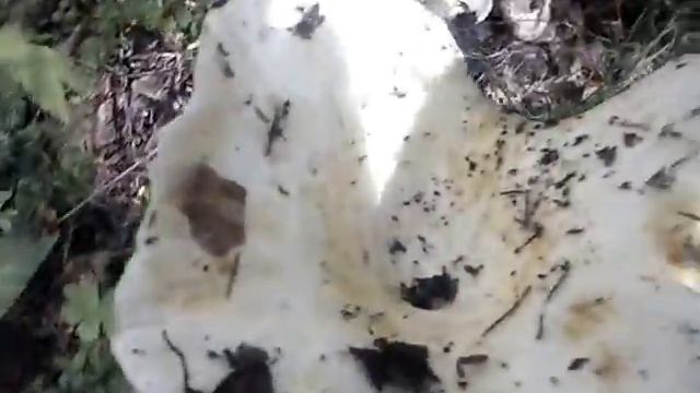 Поиски Грибных Хроник