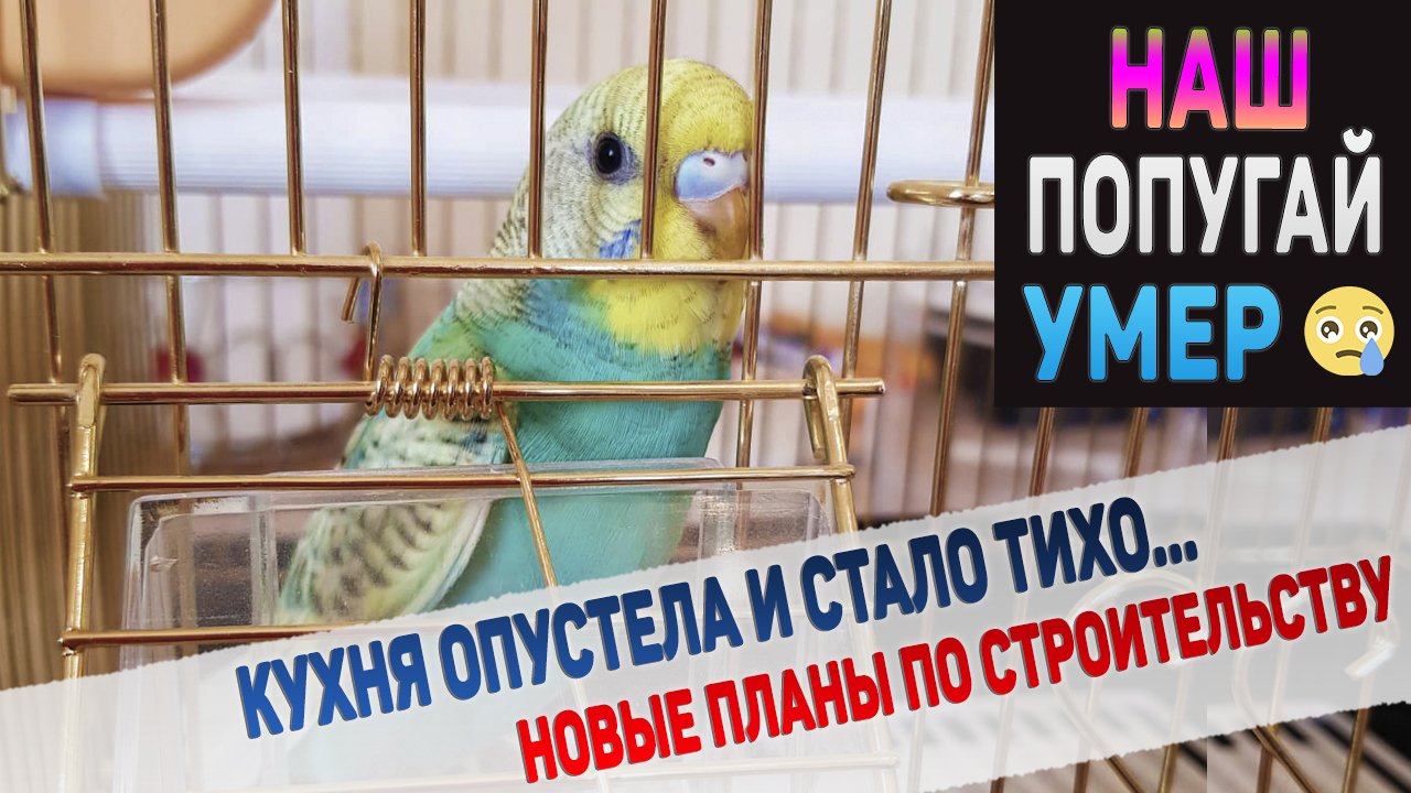 Наш любимый попугайчик умер за несколько часов? ШОК ? смотреть онлайн