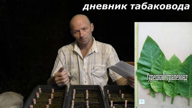 10 ДНЕЙ ОТ ПОСЕВА СЕМЯН . ТАБАК ..webm смотреть онлайн