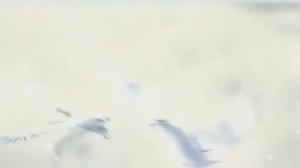 Летящие голуби - Футаж - SD