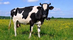 Туш табири - Тушда сигир ва хукиз куриш