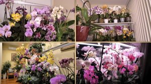 ВОСХИТИТЕЛЬНЫЕ ОРХИДЕИ!  400 ОРХИДЕЙ В ОДНОМ ВИДЕО!