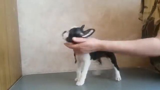VID 20180529 WA0000 смотреть онлайн