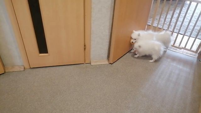 Щенки японского шпица Питомник ЮНИВЕРС ФАНТАЗМ смотреть онлайн