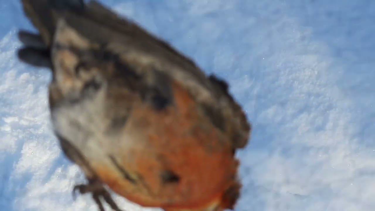 Ловля певчих птиц 9.02.2023 год. смотреть онлайн