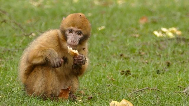 Adorable Barbary Macaque ( Macaque Monkey Without Tail )