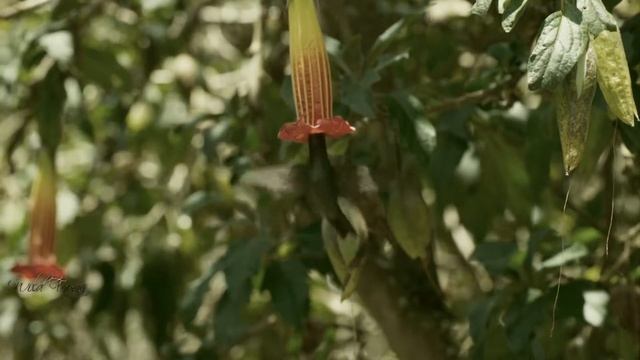 Колибри мечеклюв самый длинный клюв/Hummingbird macklow смотреть онлайн