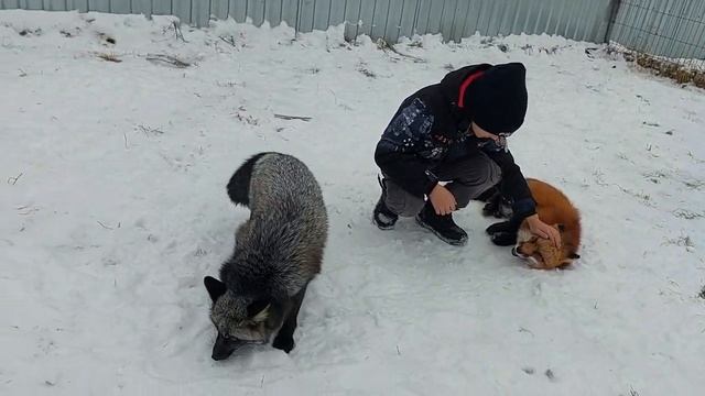 Лисы виляют хвостами смотреть онлайн